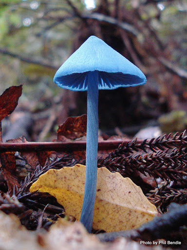 Blue mushroom at Zoomies Canada