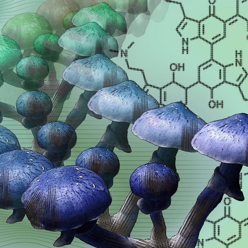 Mystery of Why Magic Mushrooms Go Blue Solved