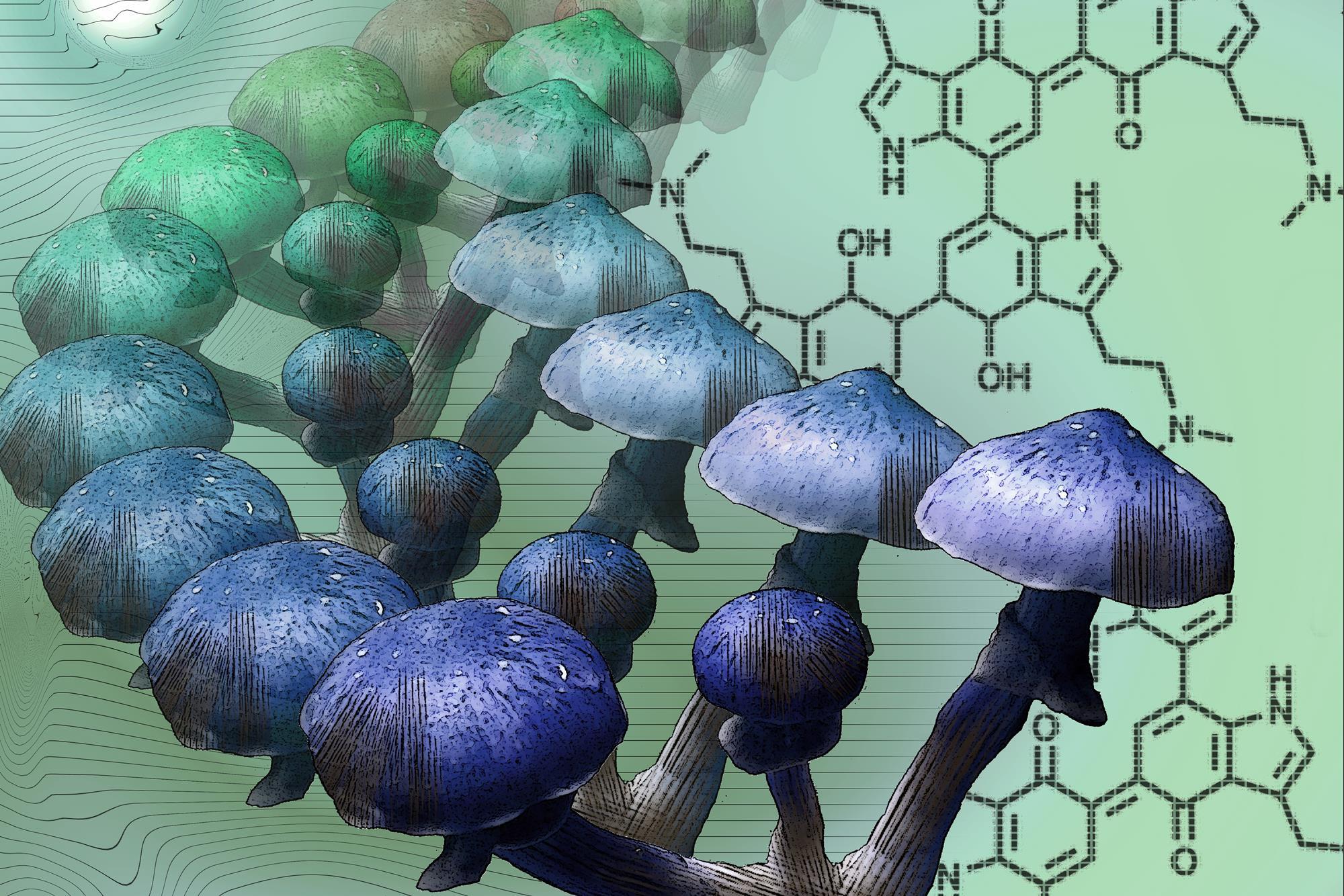 Mystery of Why Magic Mushrooms Go Blue Solved