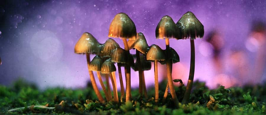 magic mushrooms addiction