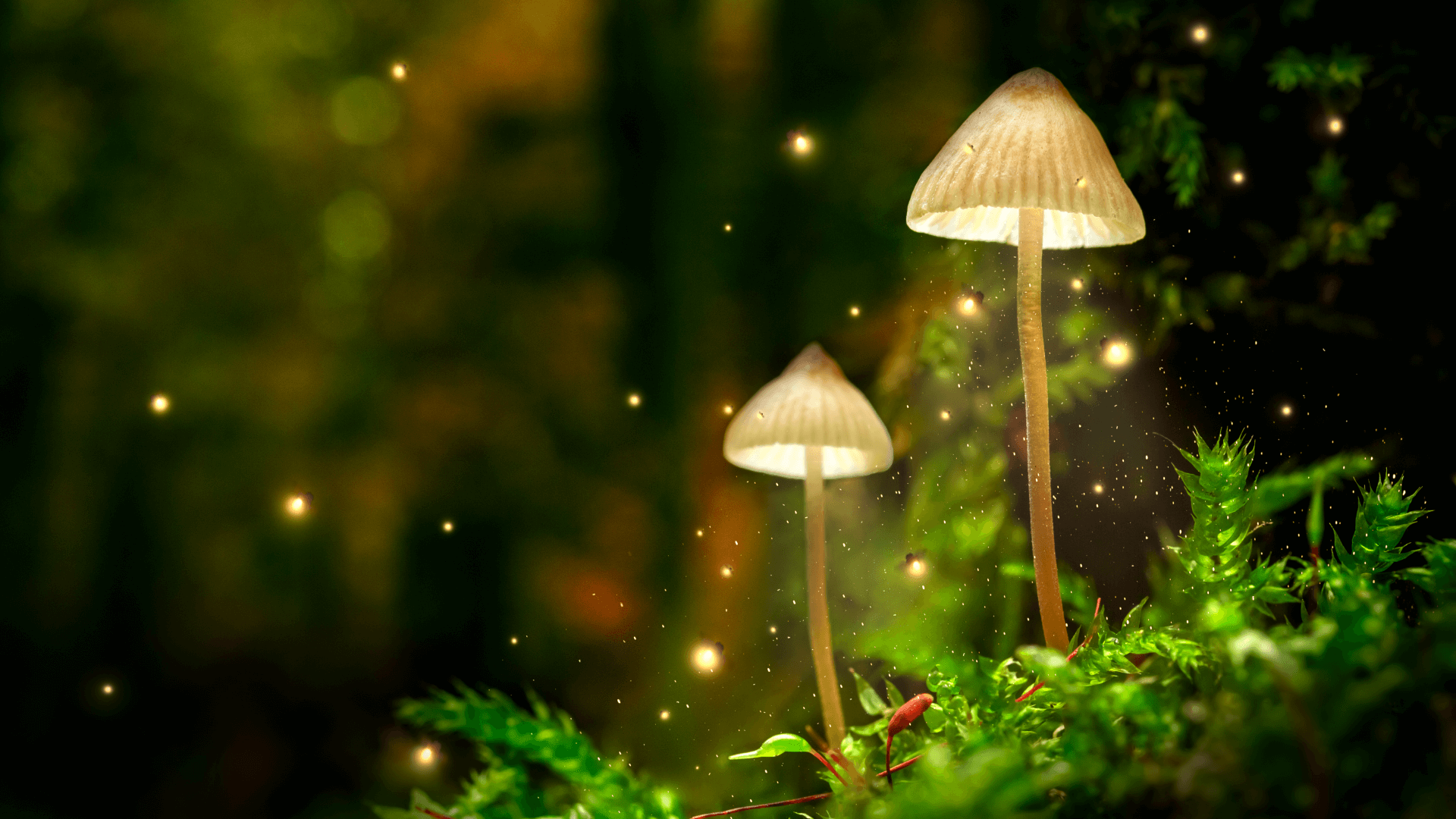 The Psilocybin Microdosing User Guide