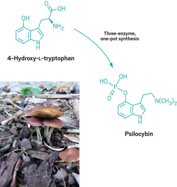 Psilocybin Magic Mushroom Chemistry