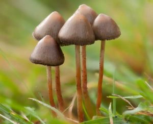 Psilocybe shrooms 