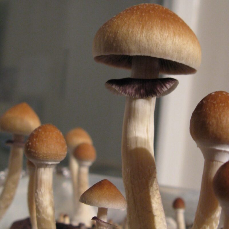 The Most Popular Magic Mushrooms