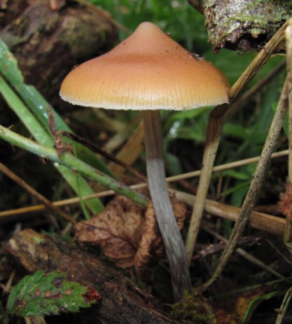 Popular Magic Mushroom in Canada