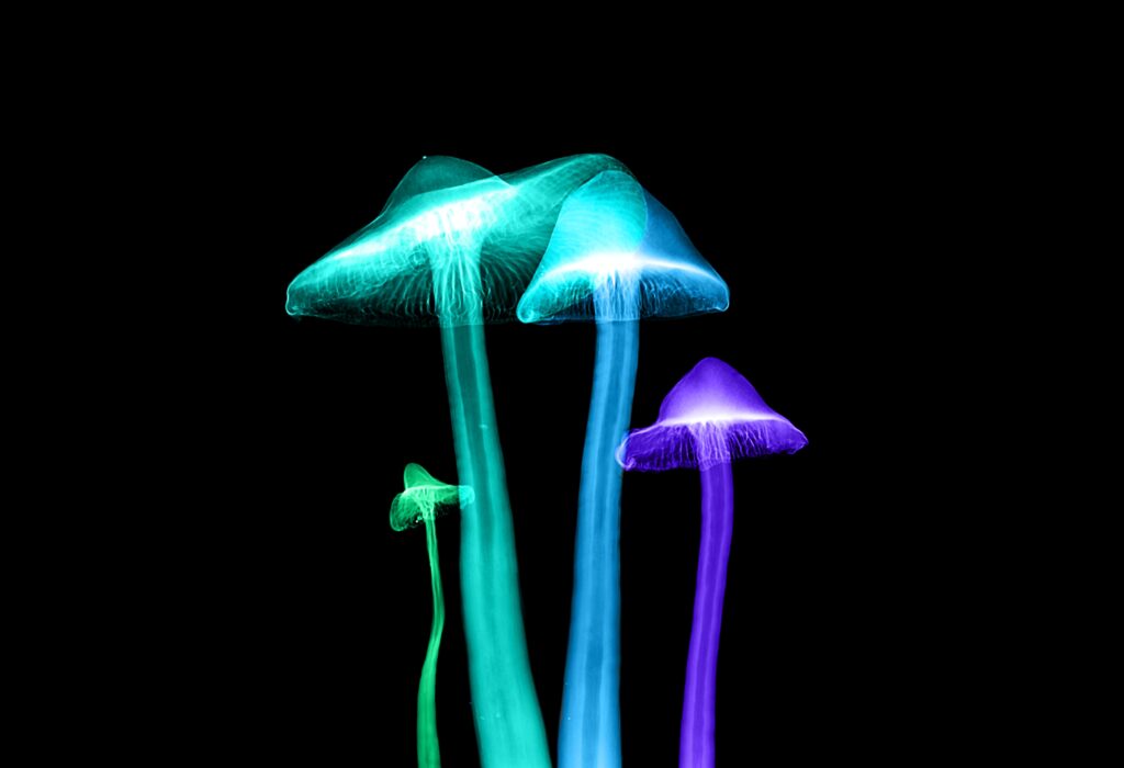 Magic Mushroom 