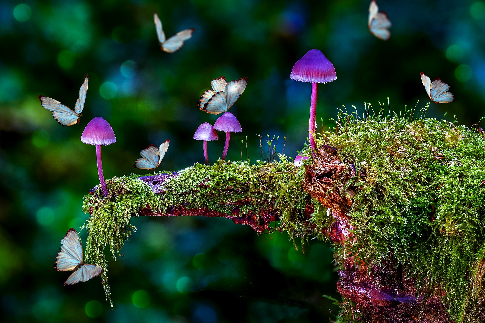 Beginner’s Guide to Magic Mushrooms