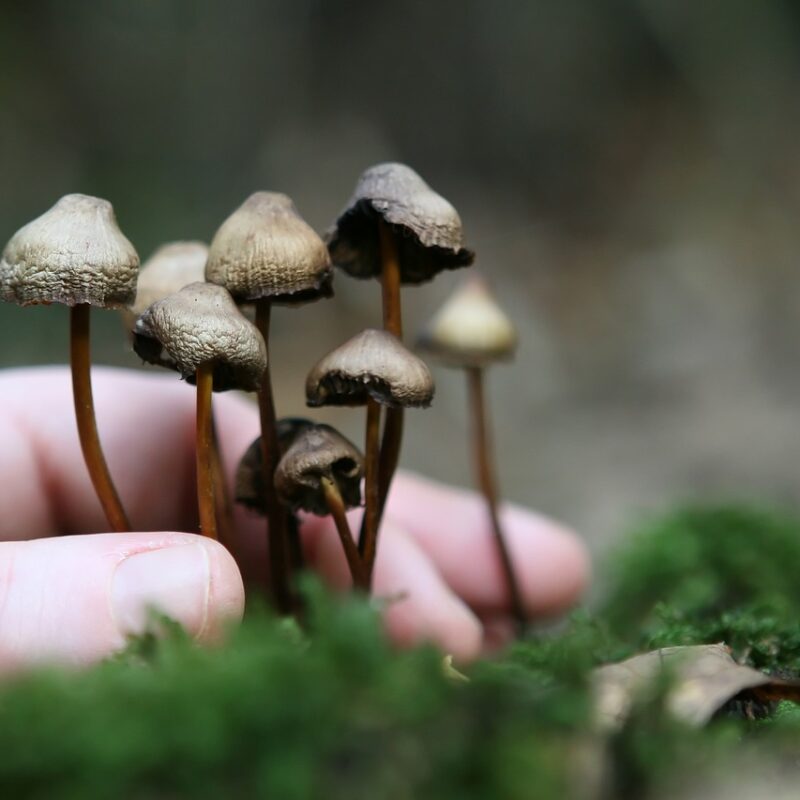 Guide to Magic Mushrooms