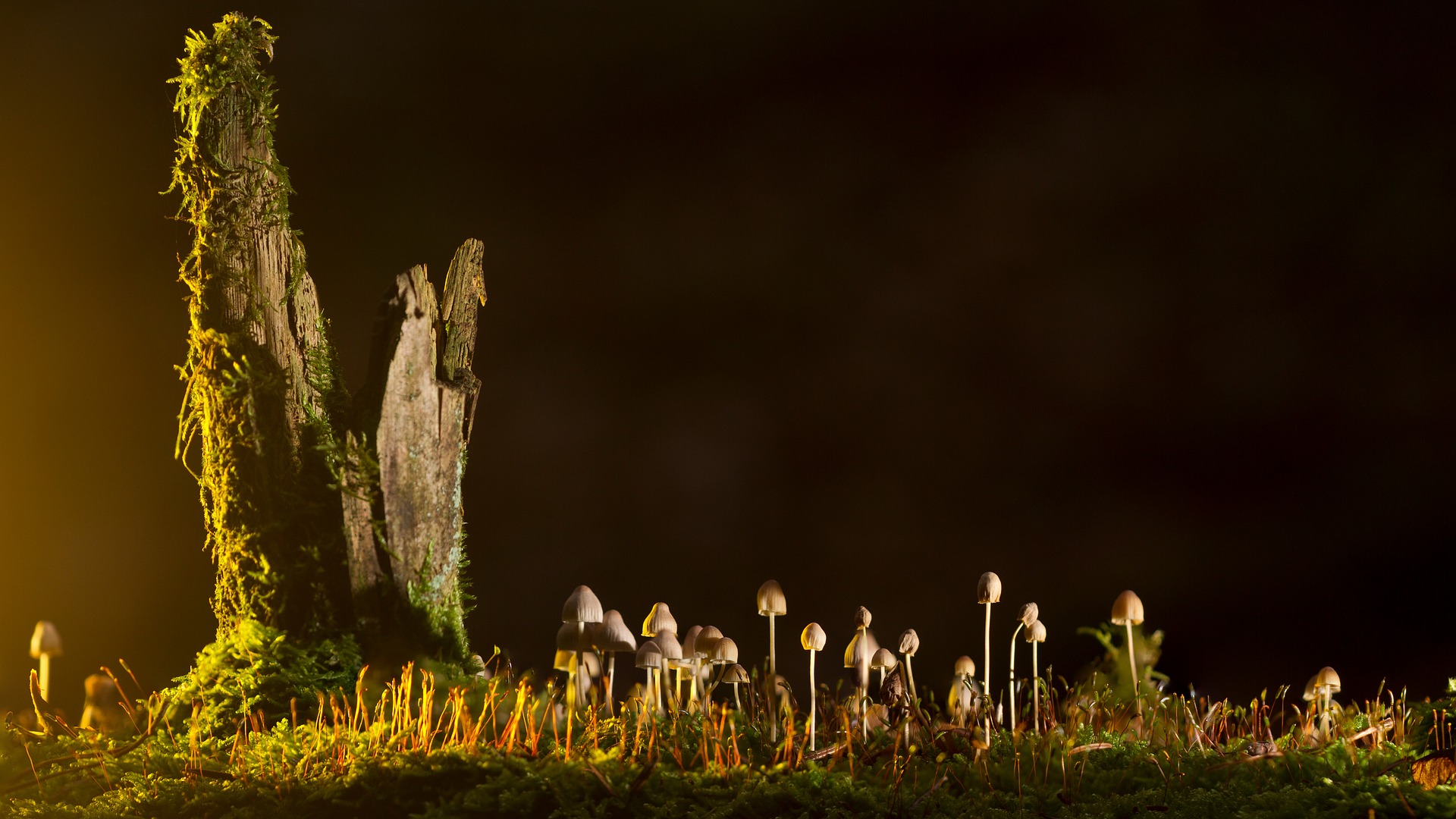 Are Mushrooms Legal in Canada? An Exploration of Their Legal Status