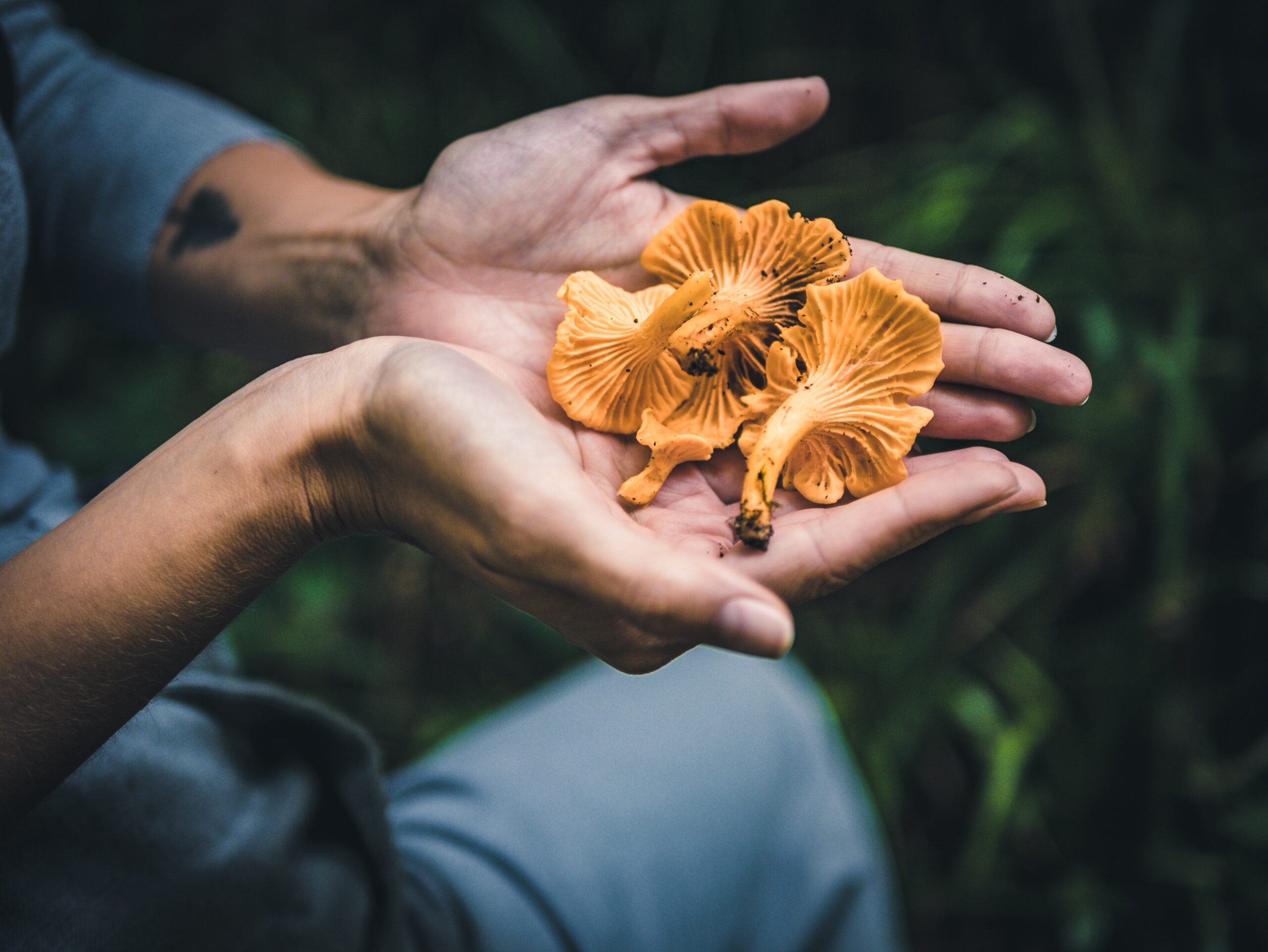 Your Quick Guide to Magic Mushrooms