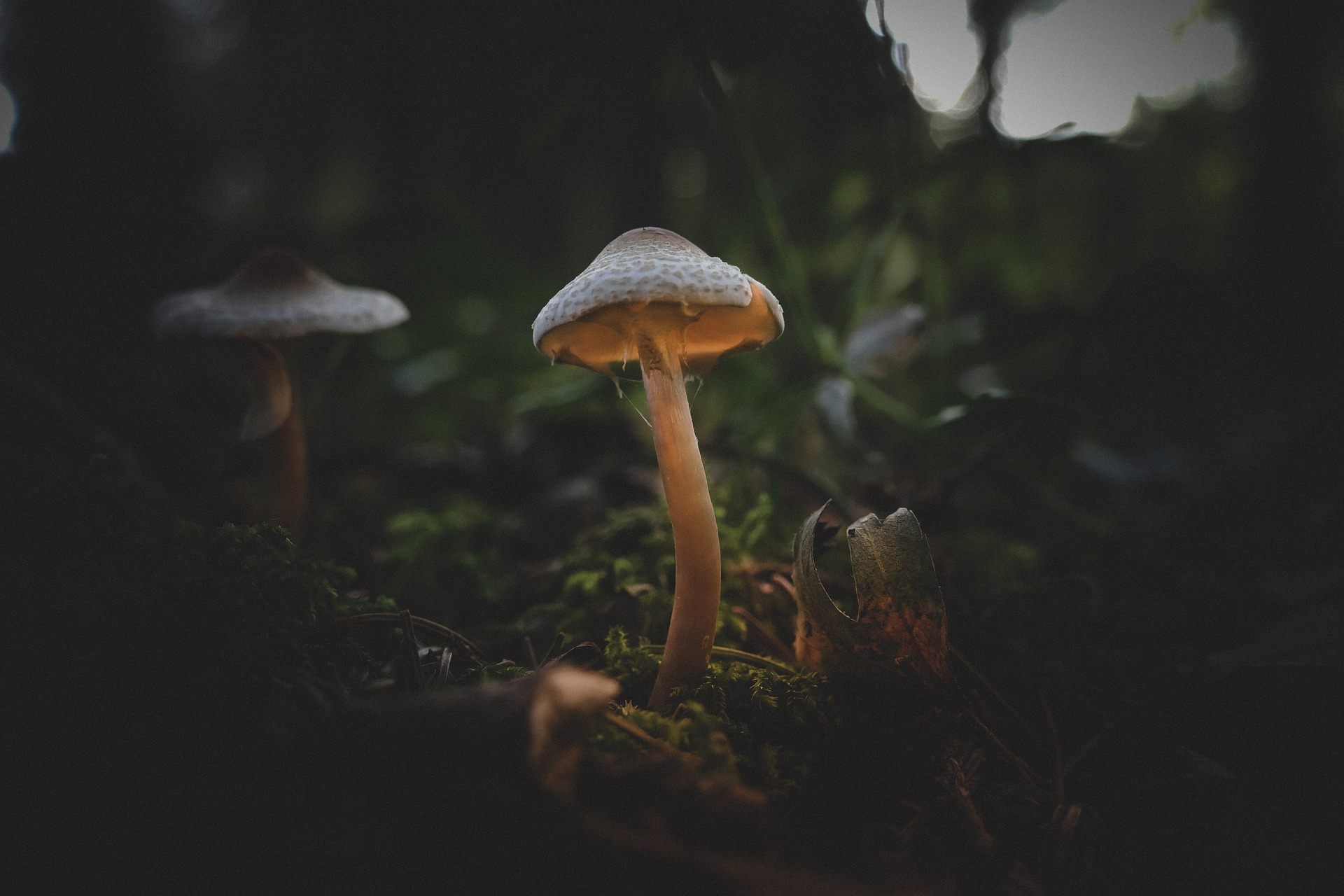 The Short-term Effects of Psilocybin Mushrooms