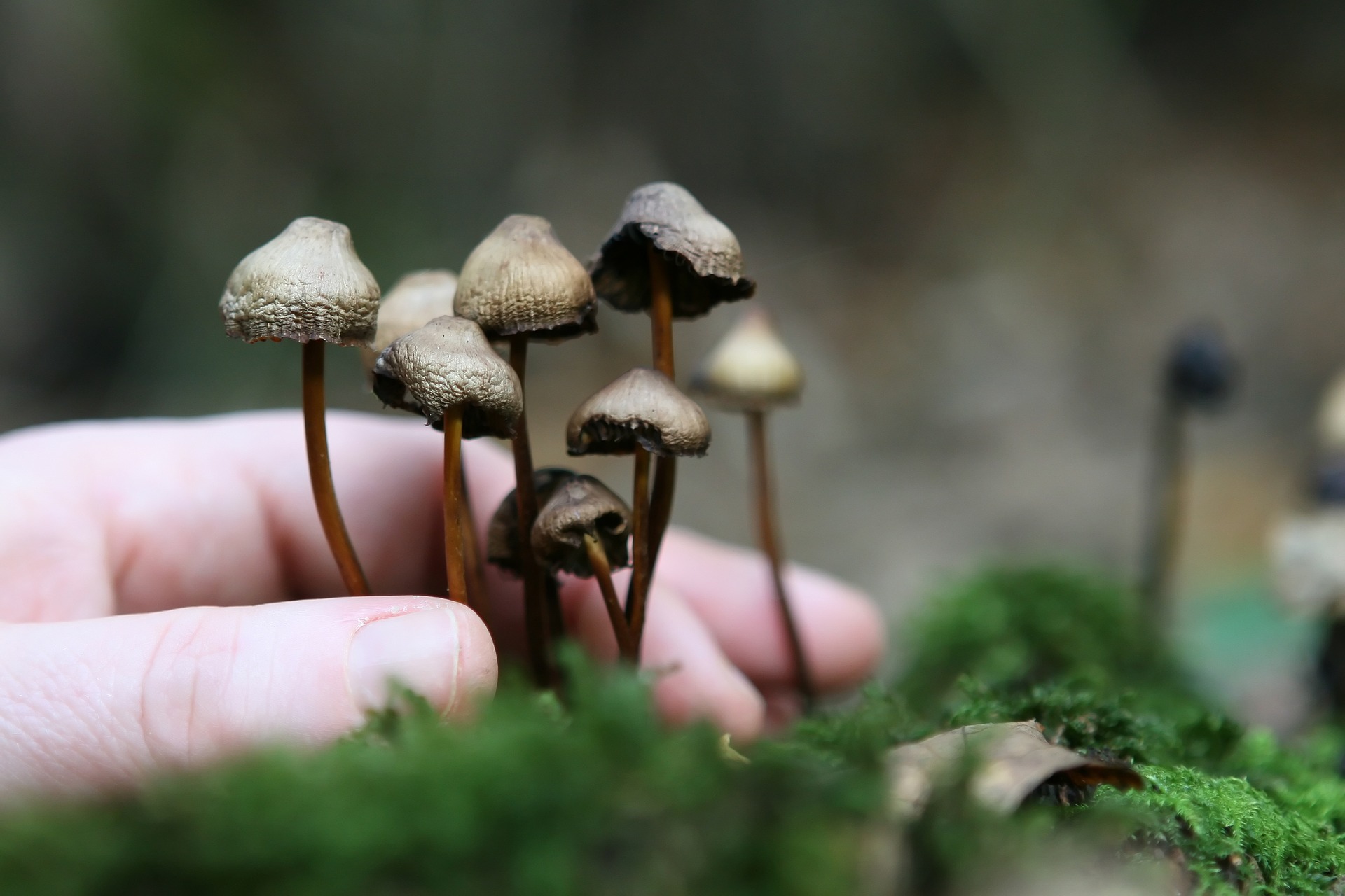 Grow Your Own Magic Mushrooms