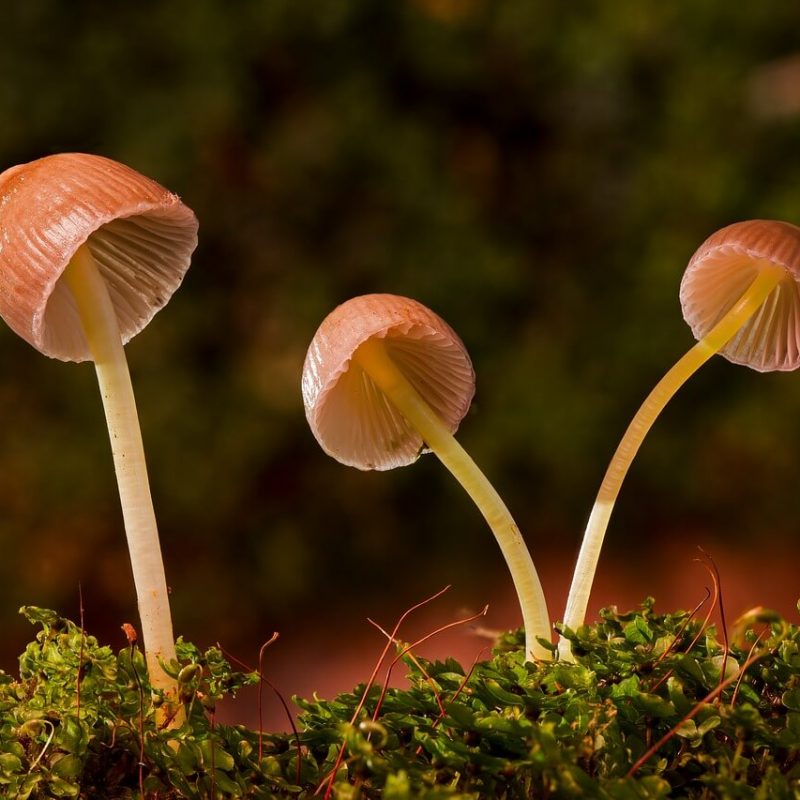 mushrooms in the forest