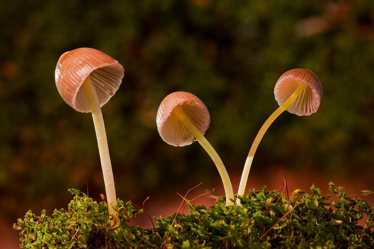 Drying Magic Mushrooms