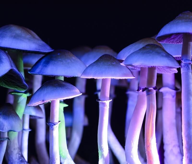 blue glowing magic mushrooms