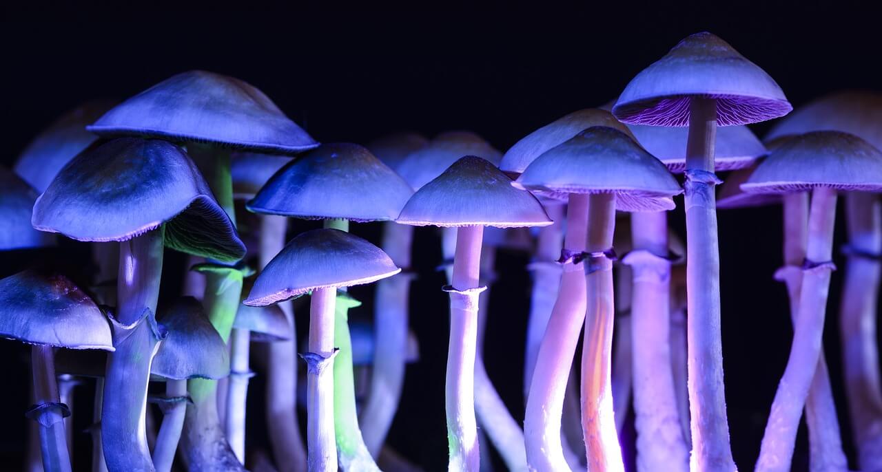 The Difference Between Psilocybin and Psilocin