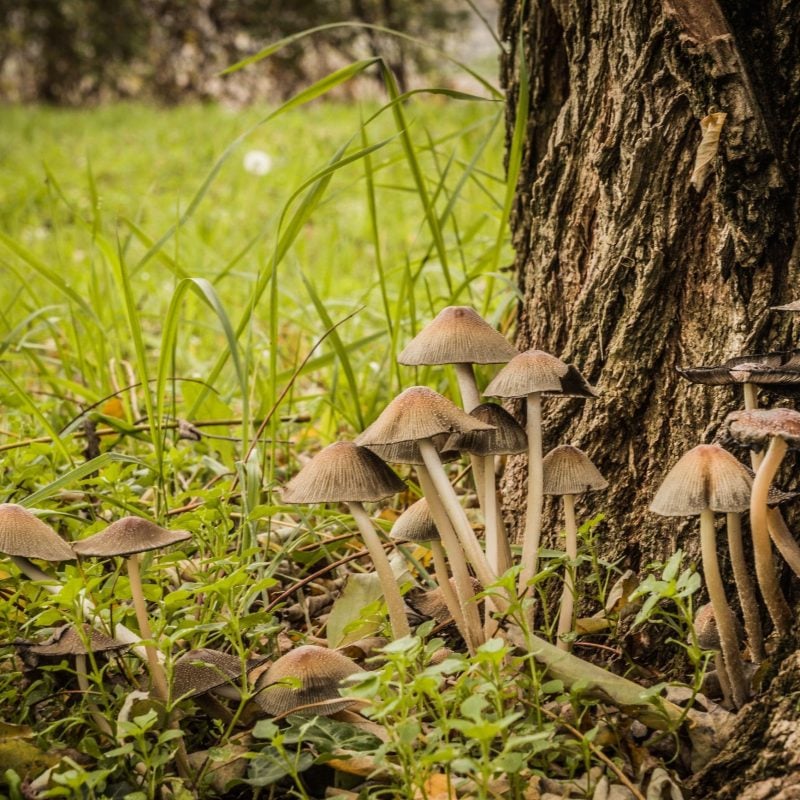 Psilocybe Mexicana