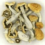 Vietnamese Psilocybe Cubensis