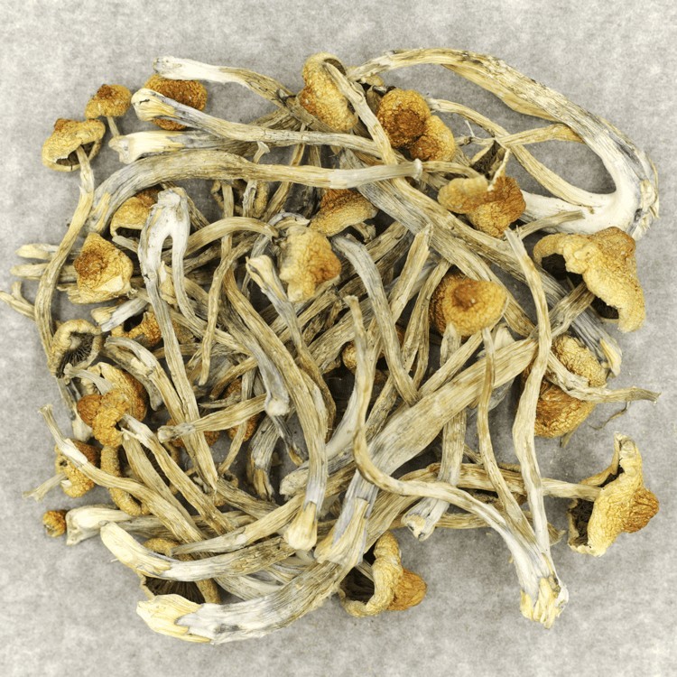 Hautla | Dried Mushrooms | Buy Shrooms Online
