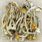 Amazonian Cubensis