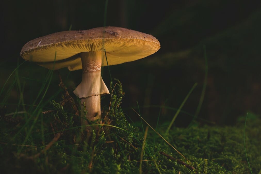 Can I Safely Buy Shrooms Online?