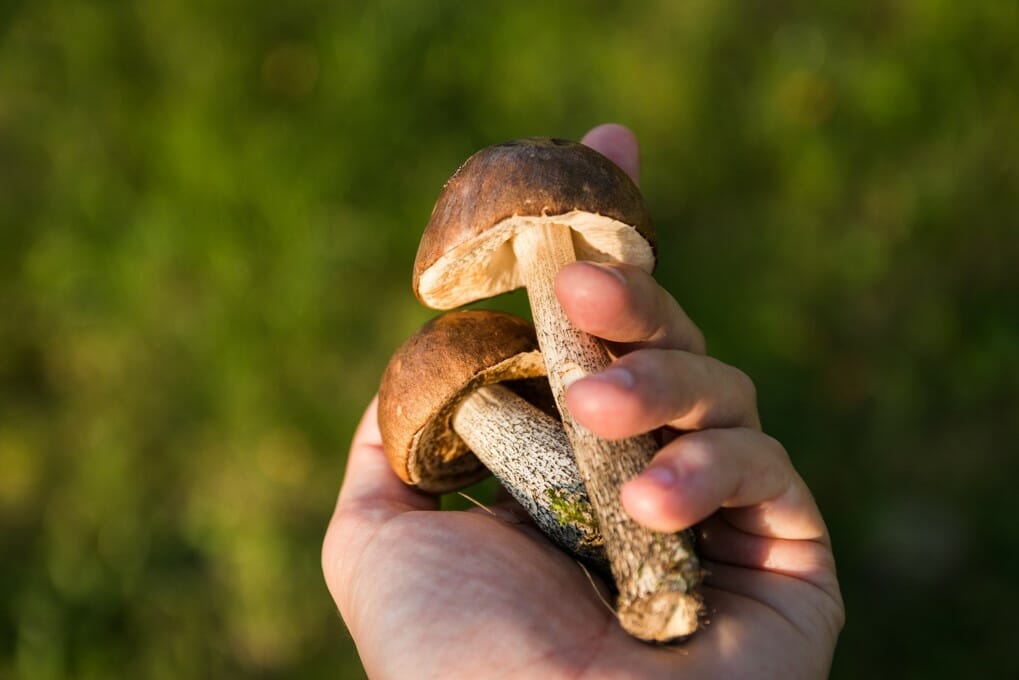 Buy shrooms online