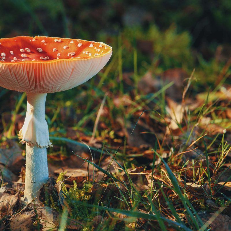 Psilocybe Cubensis