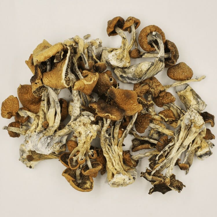 Psilocybe Cubensis at Zoomies Canada