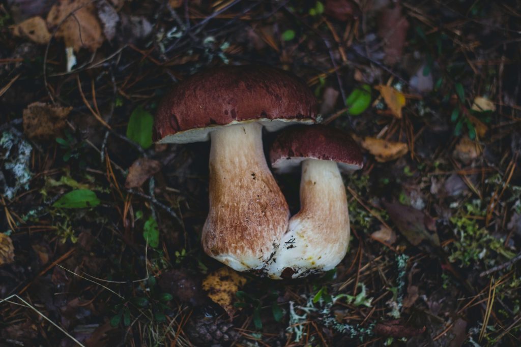 Amazonian Cubensis at Zoomies Canada