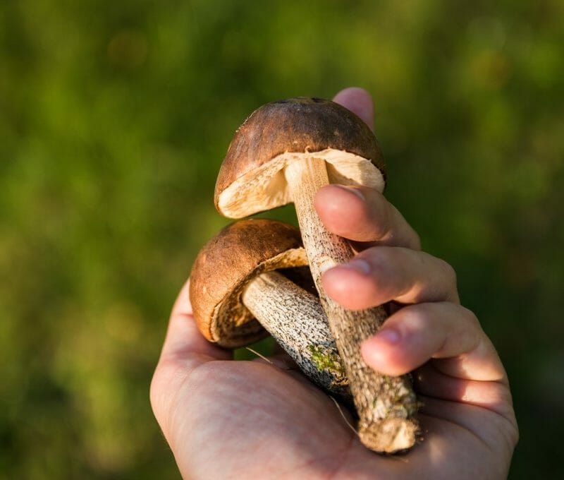 Buy Shrooms Online to Fight Diabetes Today