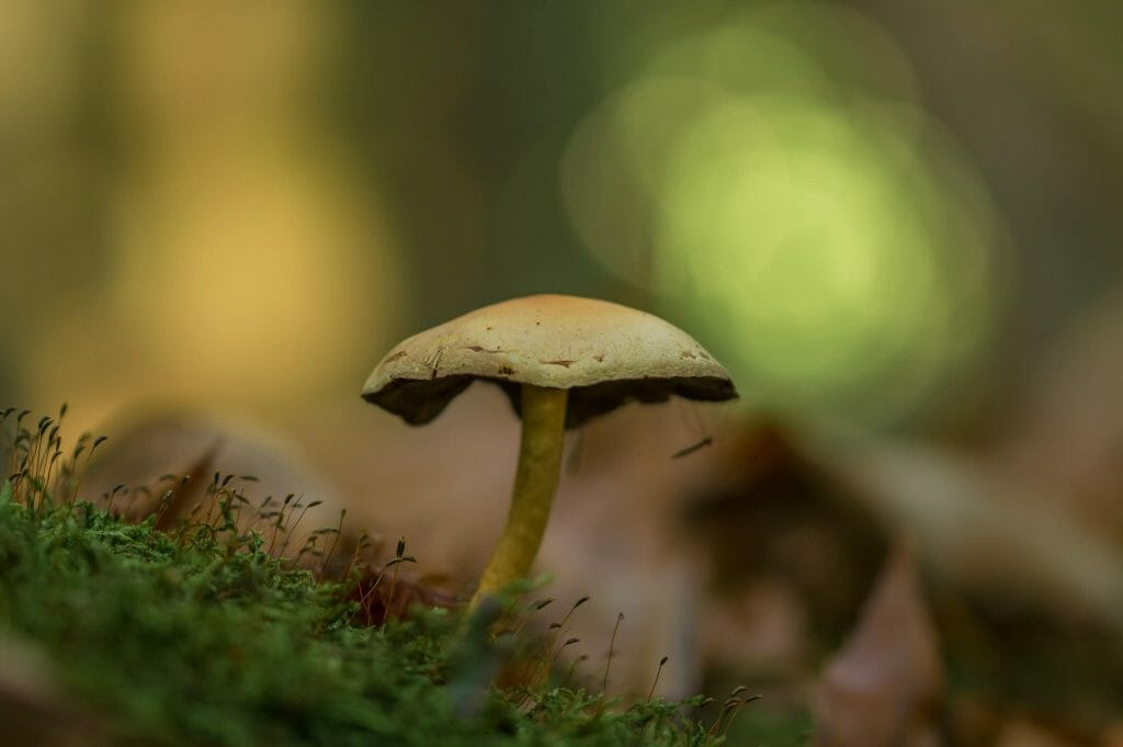 psilocybe cubensis at Zoomies Canada