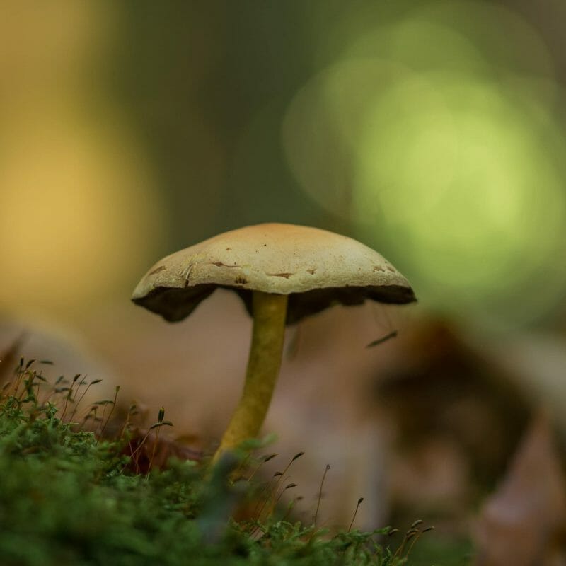 psilocybe cubensis