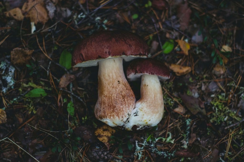 Magic Mushroom Delivery