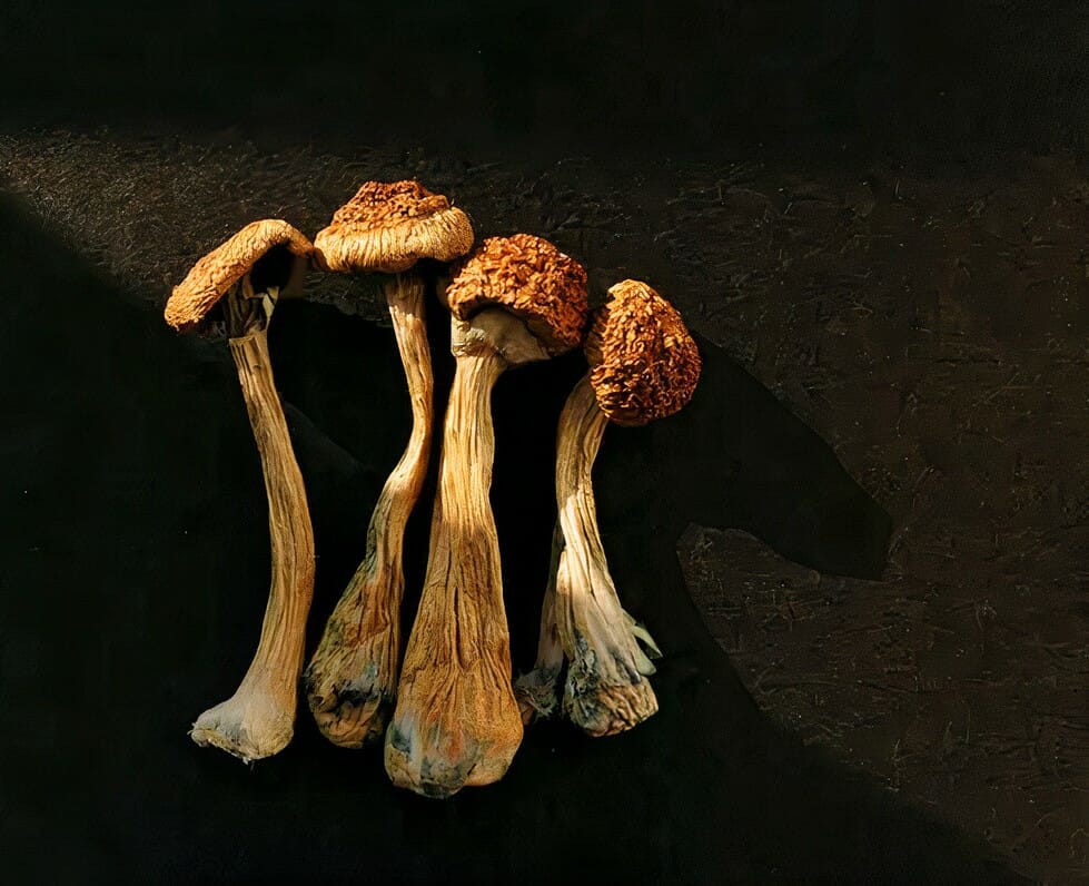 Golden Teacher shrooms