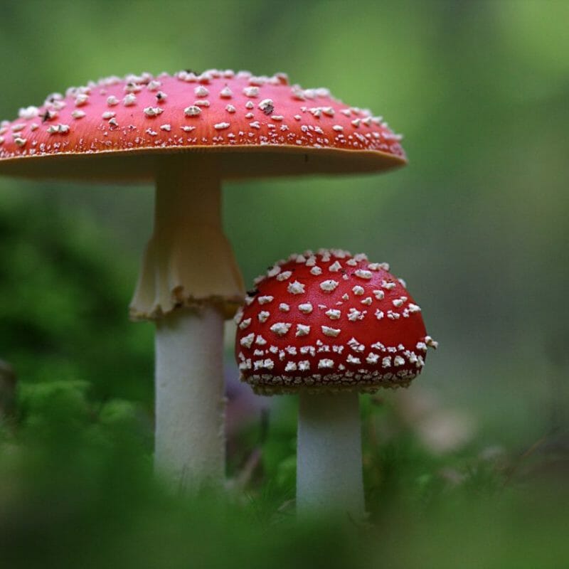 Magic Mushrooms Canada