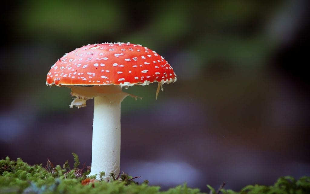 Best shrooms online