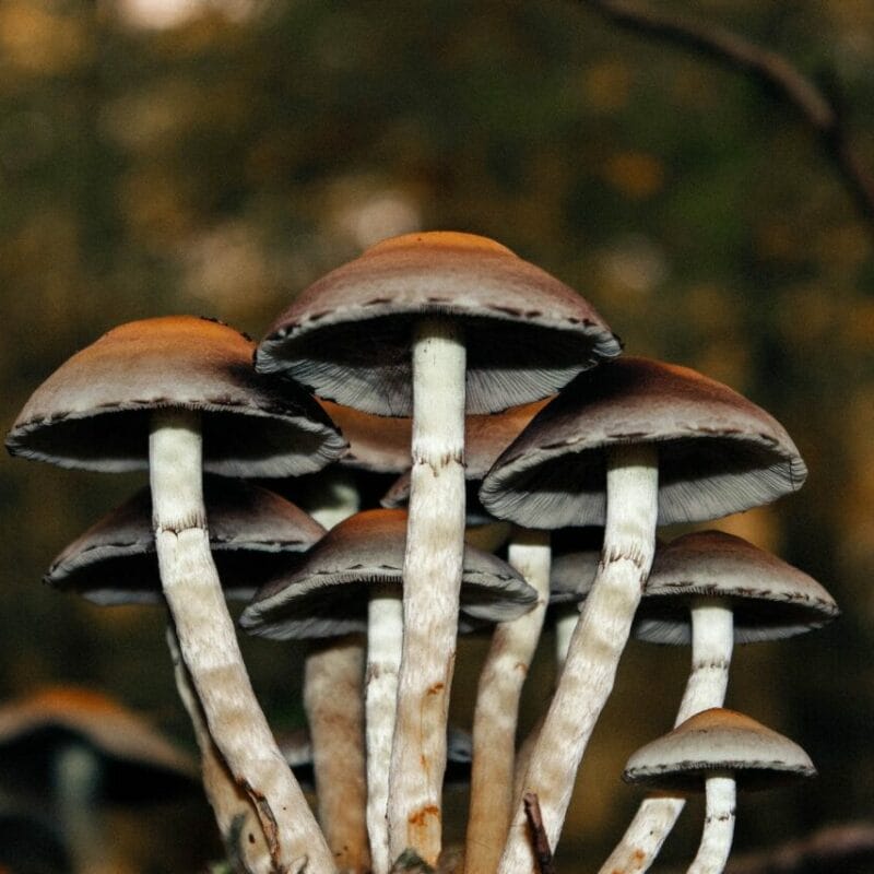 Microdose Mushrooms