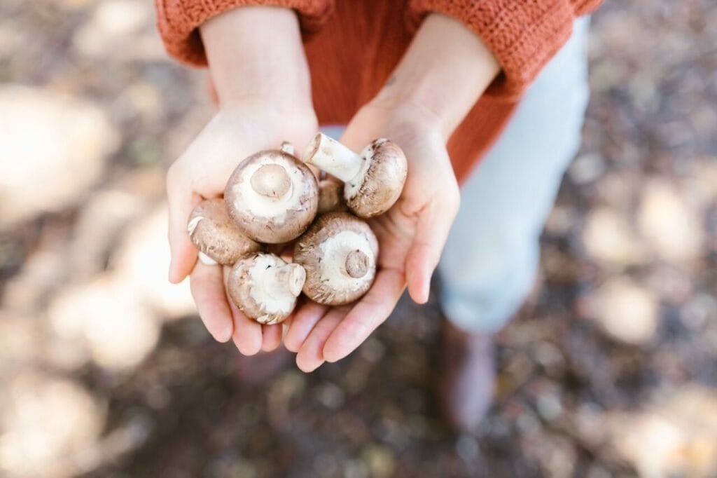 Magic Shrooms online in Canada