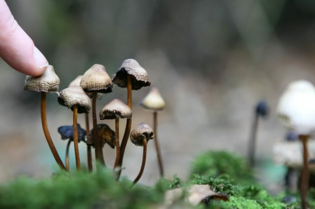 Smoke Shrooms