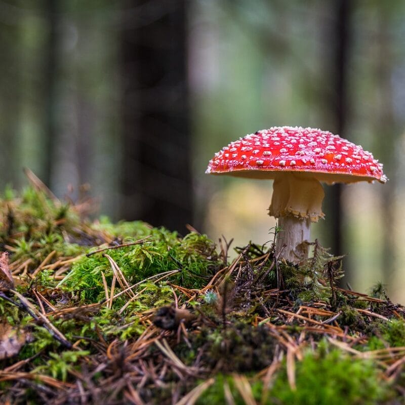 Shrooms Online in Canada