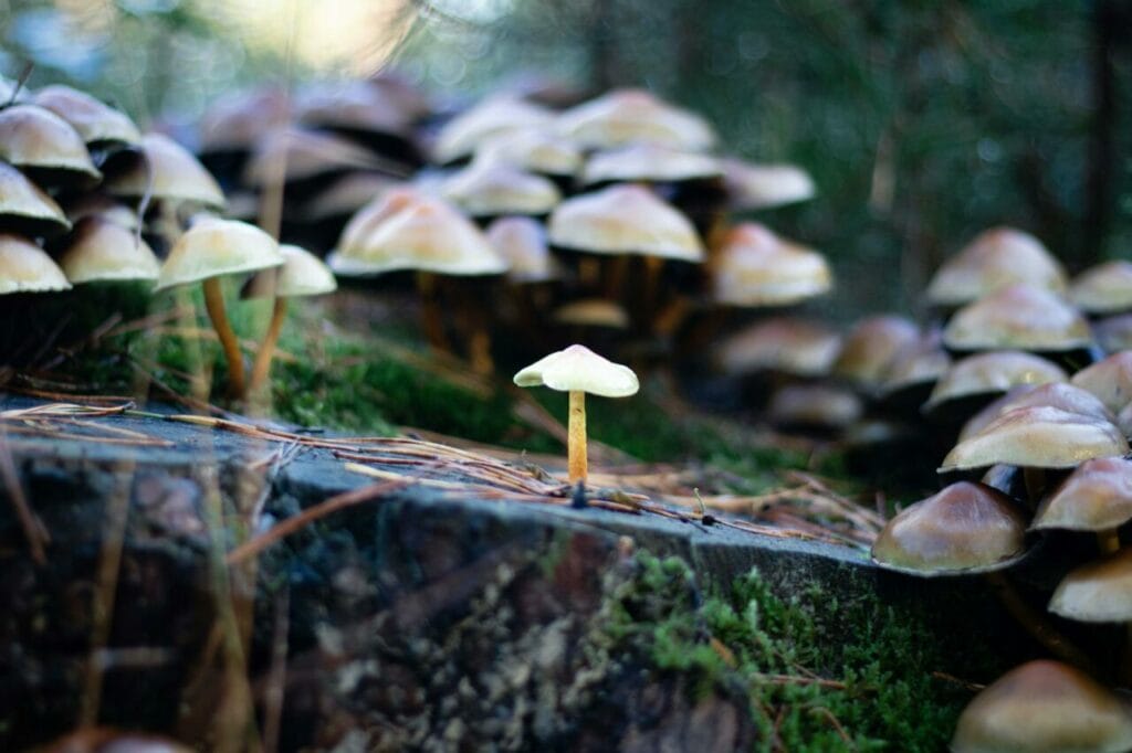 Blue Meanies Mushrooms in Canada