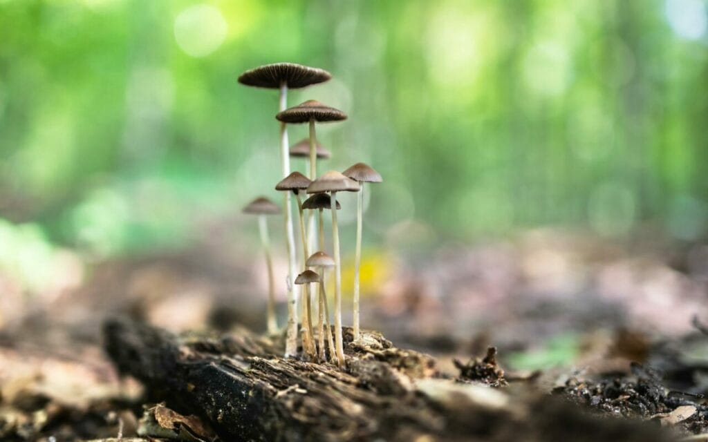 Blue Meanies Mushrooms