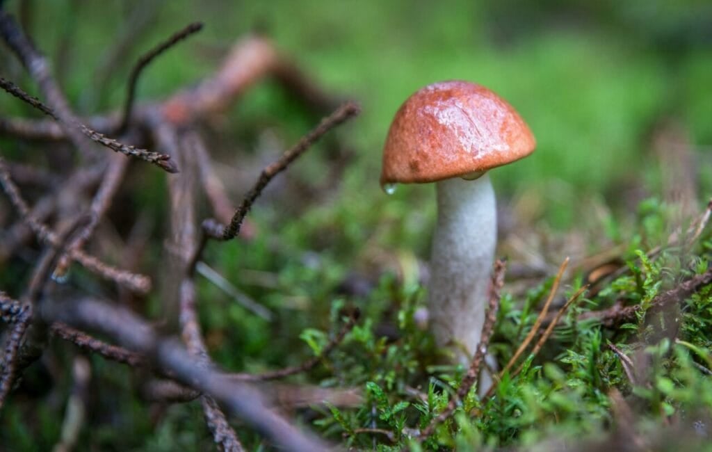 Tidal Wave Mushroom