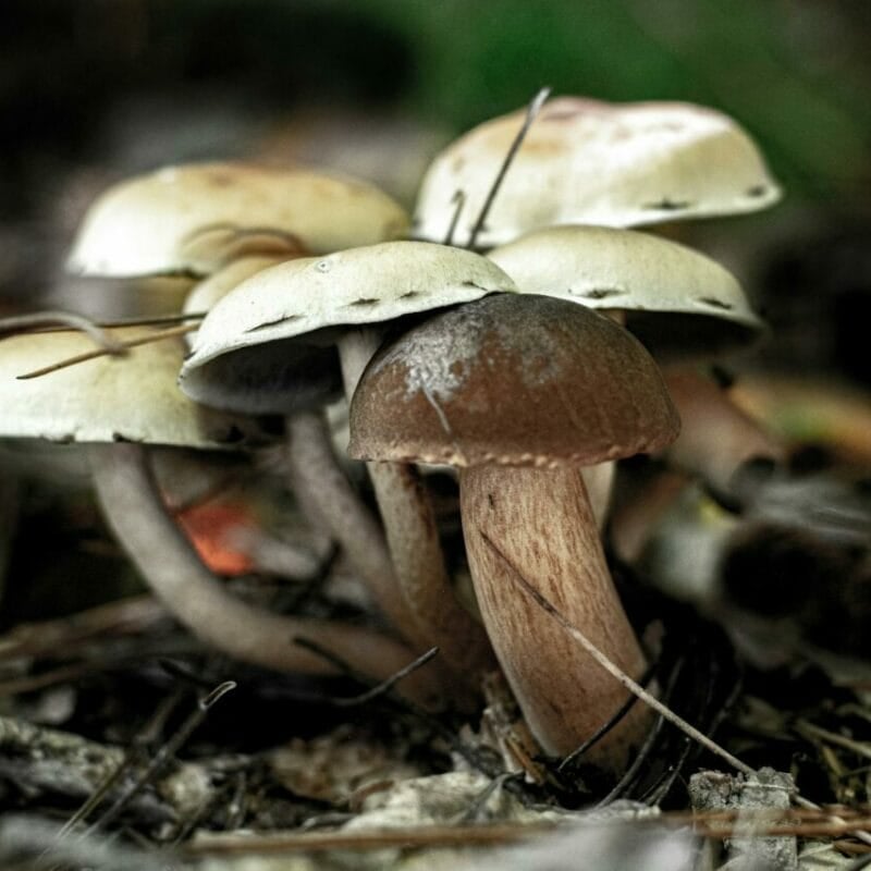 psilocybin mushroom