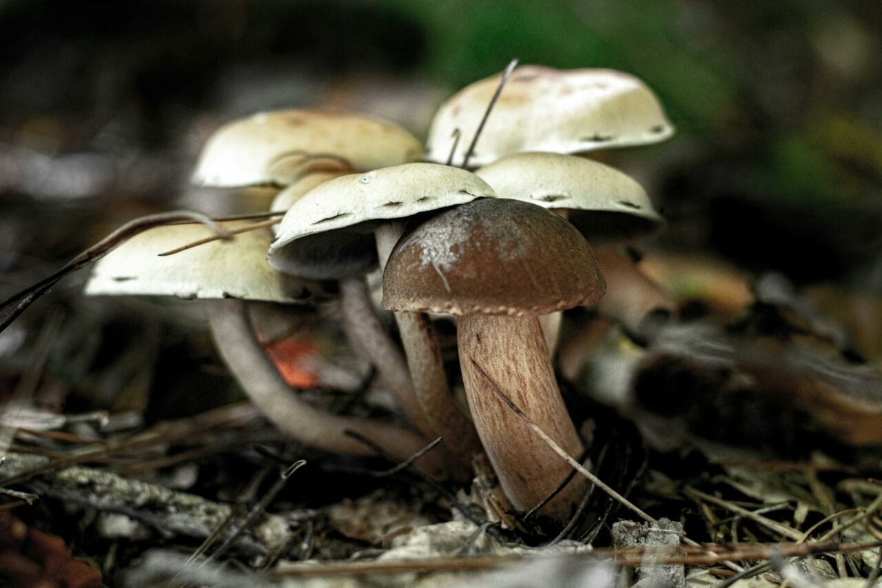 Brazilian vs. Costa Rican Magic Mushrooms: Which is Best?