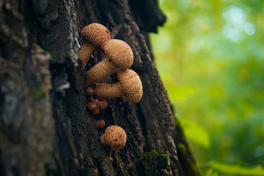 shrooms online in Canada