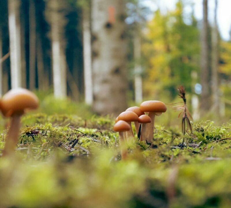 Magic Mushroom Dispensary