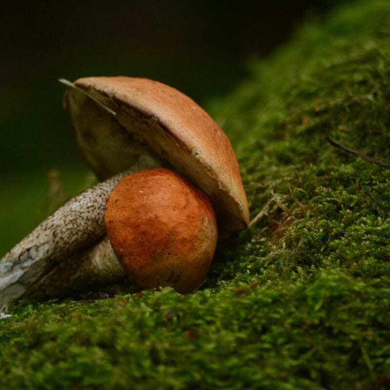 Mushroom Dispensary Vancouver