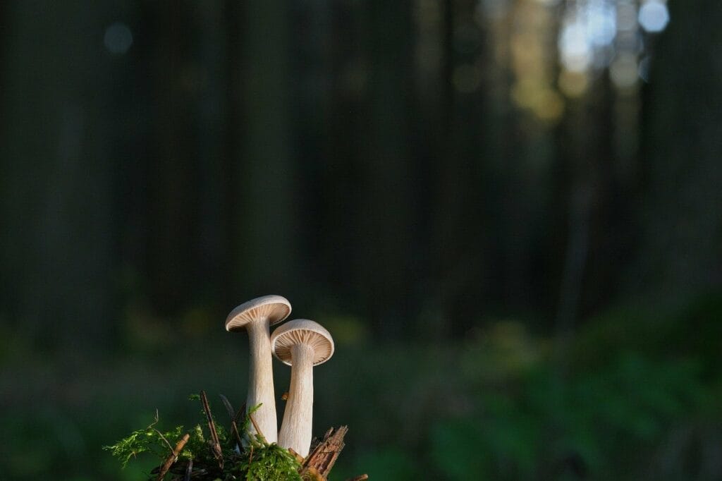 Mushroom Dispensary Vancouver