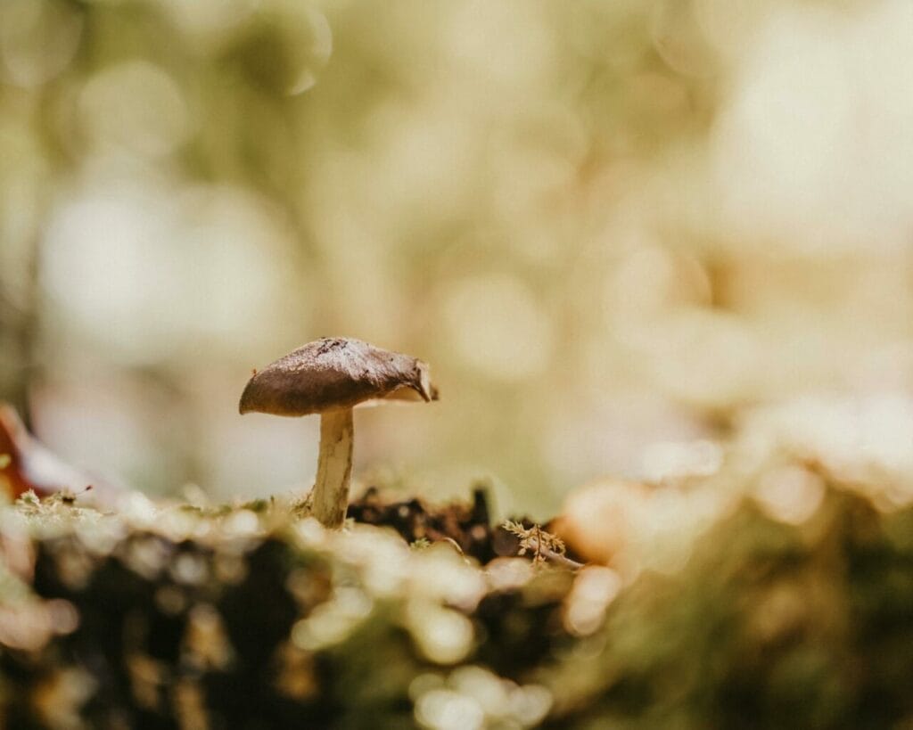 Tidal Wave Mushroom